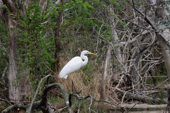 Great Egret Mizumoto Park Sun, 3/7/2021