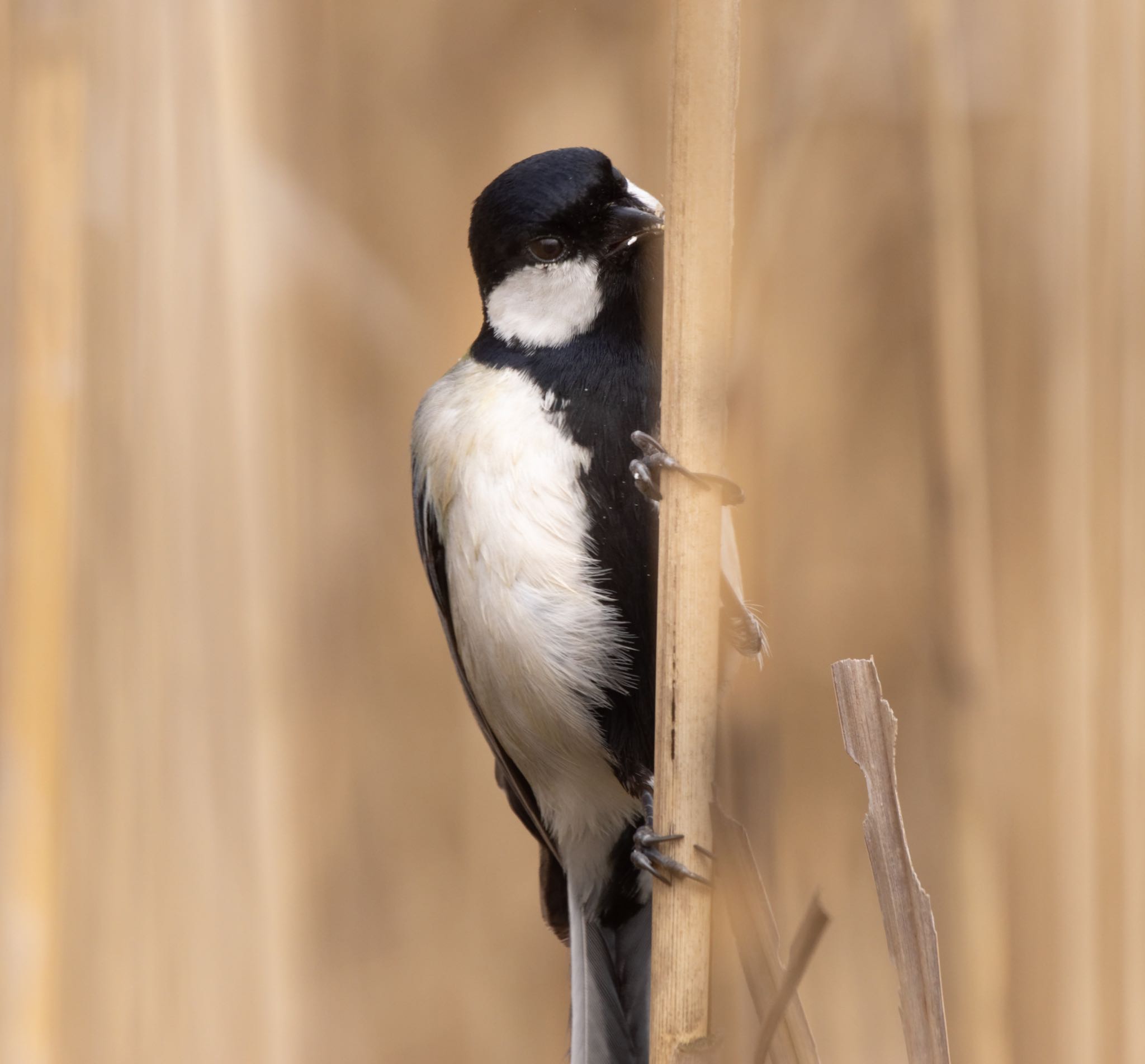 Photo of Japanese Tit at Mizumoto Park by  itboy2010