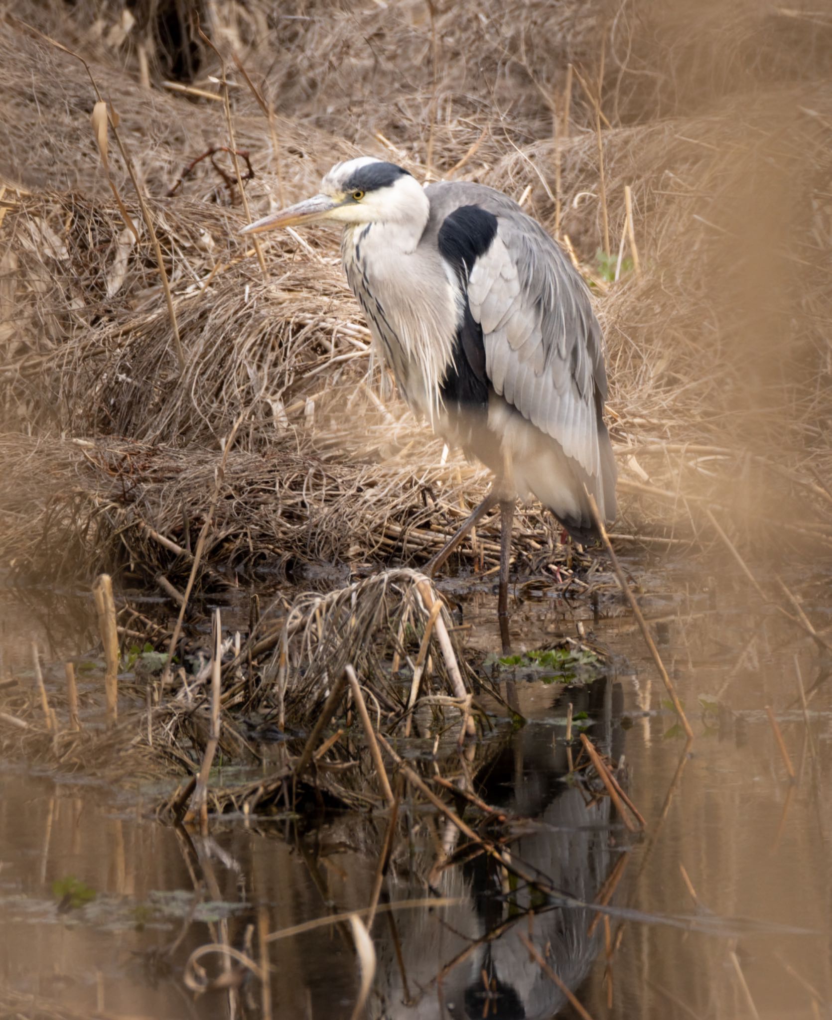 Photo of Grey Heron at Mizumoto Park by  itboy2010