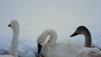 Tundra Swan(columbianus) 自宅前 Sun, 1/23/2022