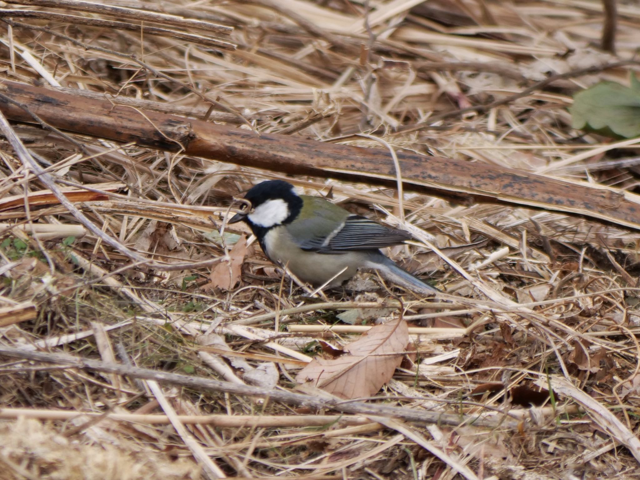 シジュウカラ