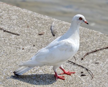 Rock Dove 兵庫県西宮市 Wed, 8/9/2017