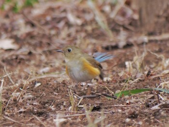 Red-flanked Bluetail Komiya Park Sun, 1/23/2022