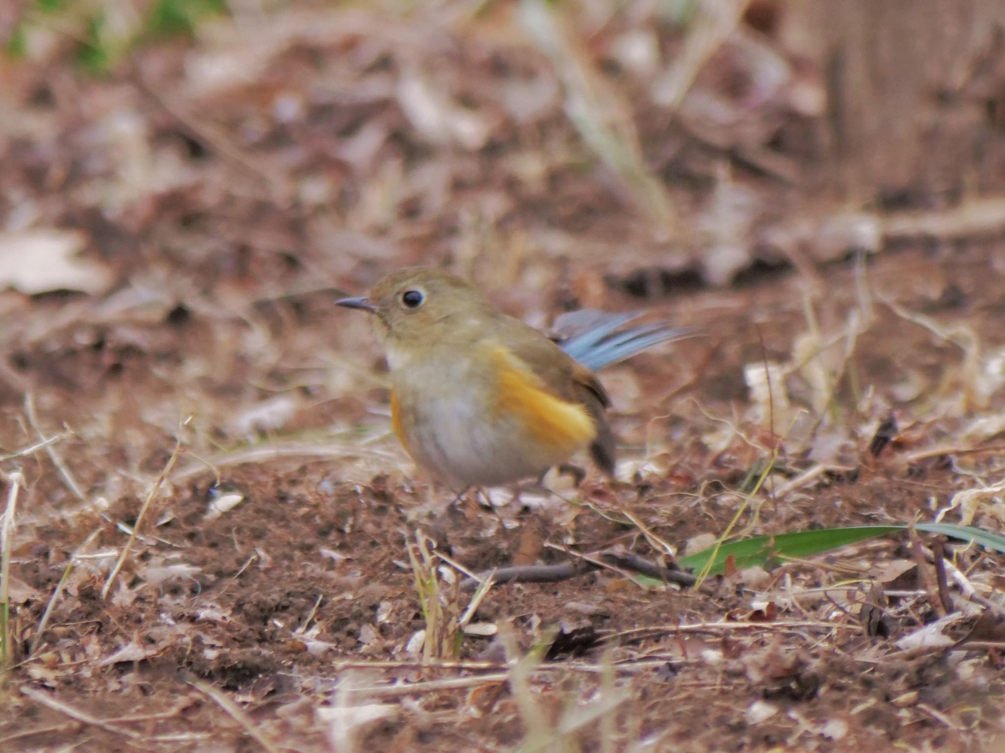 小宮公園(八王子) ルリビタキの写真