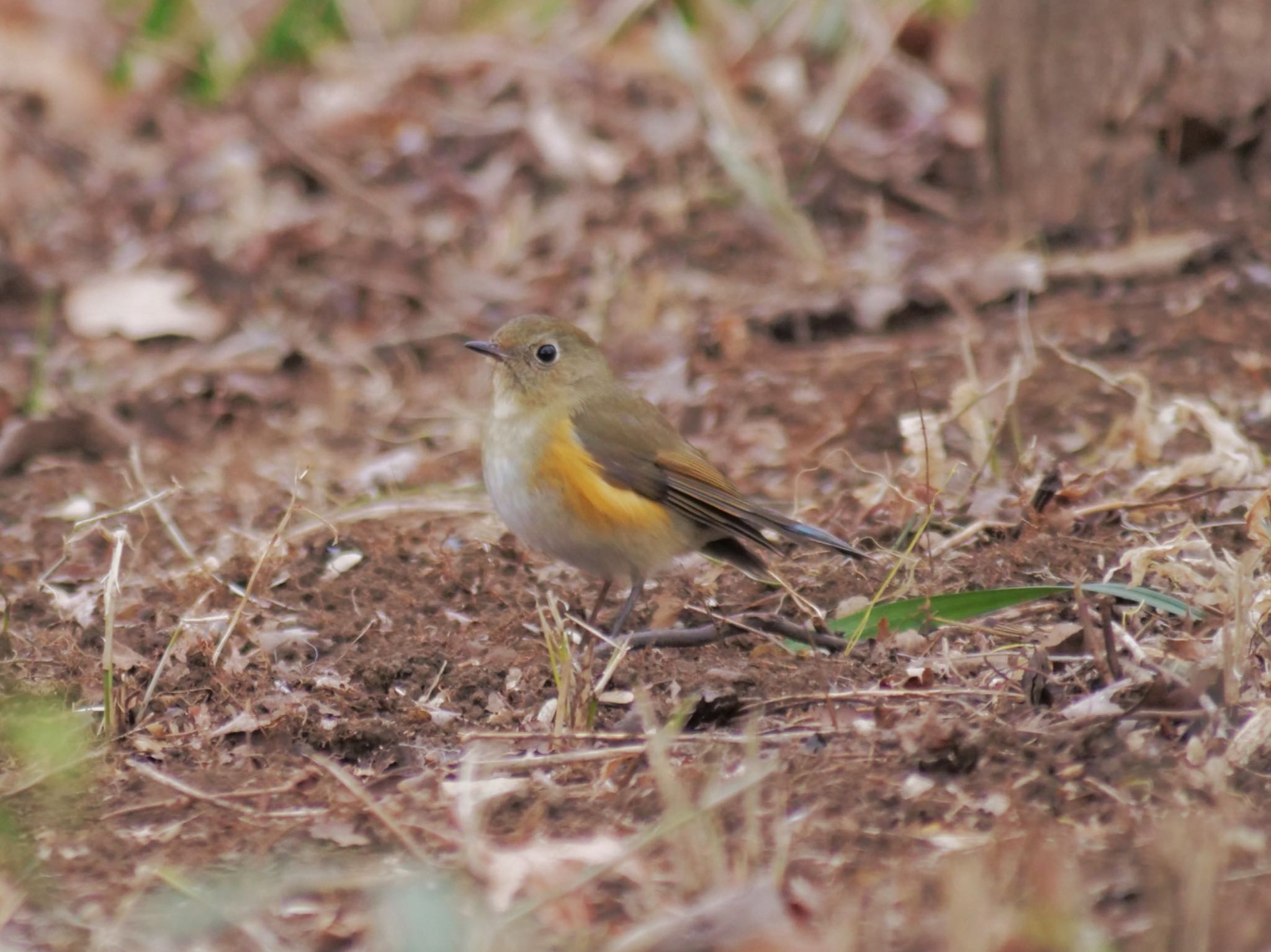 小宮公園(八王子) ルリビタキの写真