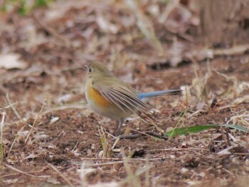 Red-flanked Bluetail Komiya Park Sun, 1/23/2022