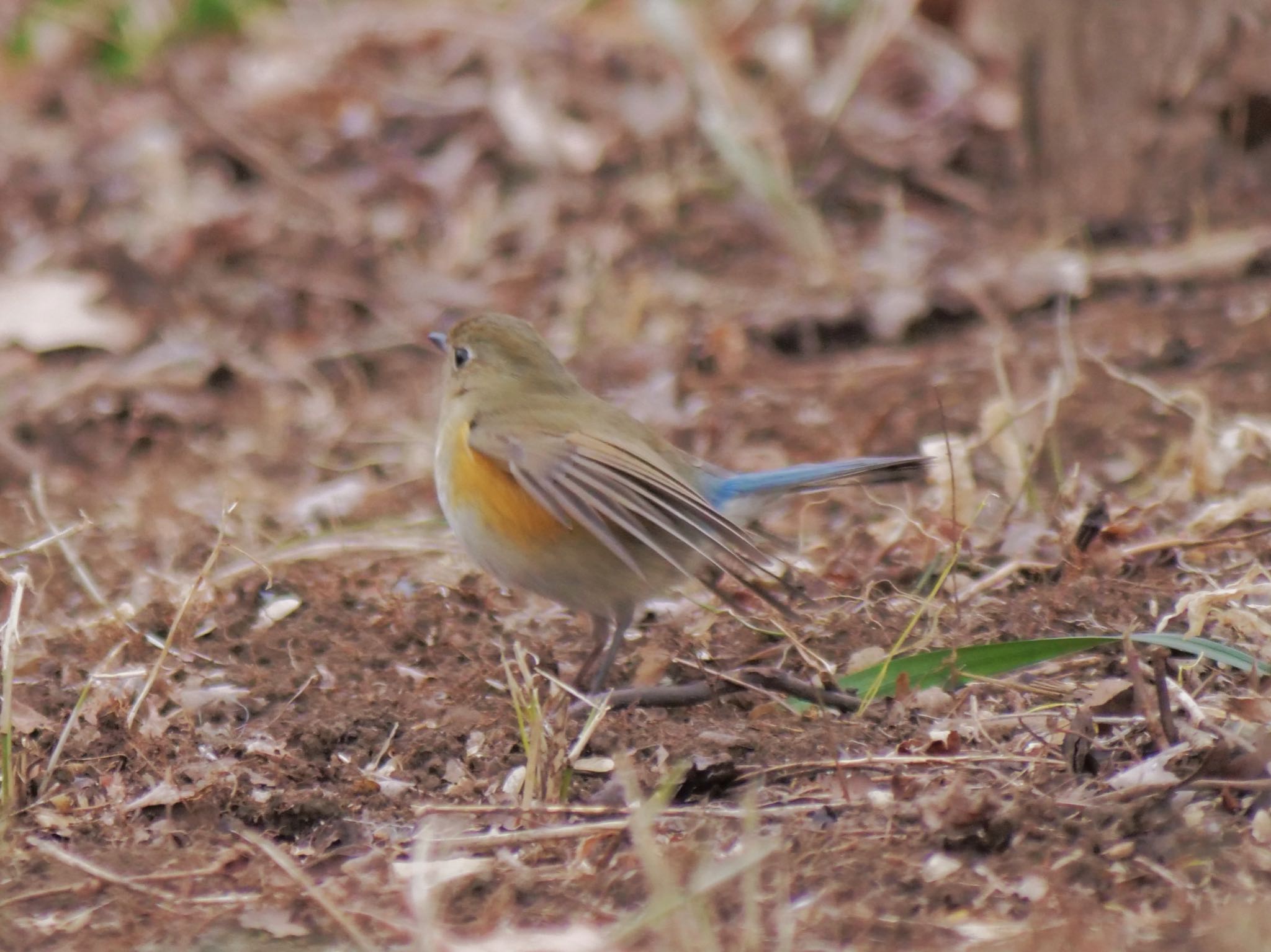 小宮公園(八王子) ルリビタキの写真