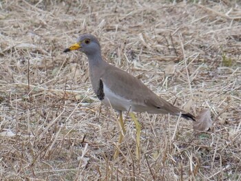 Grey-headed Lapwing 淀川河川公園 Sun, 1/23/2022