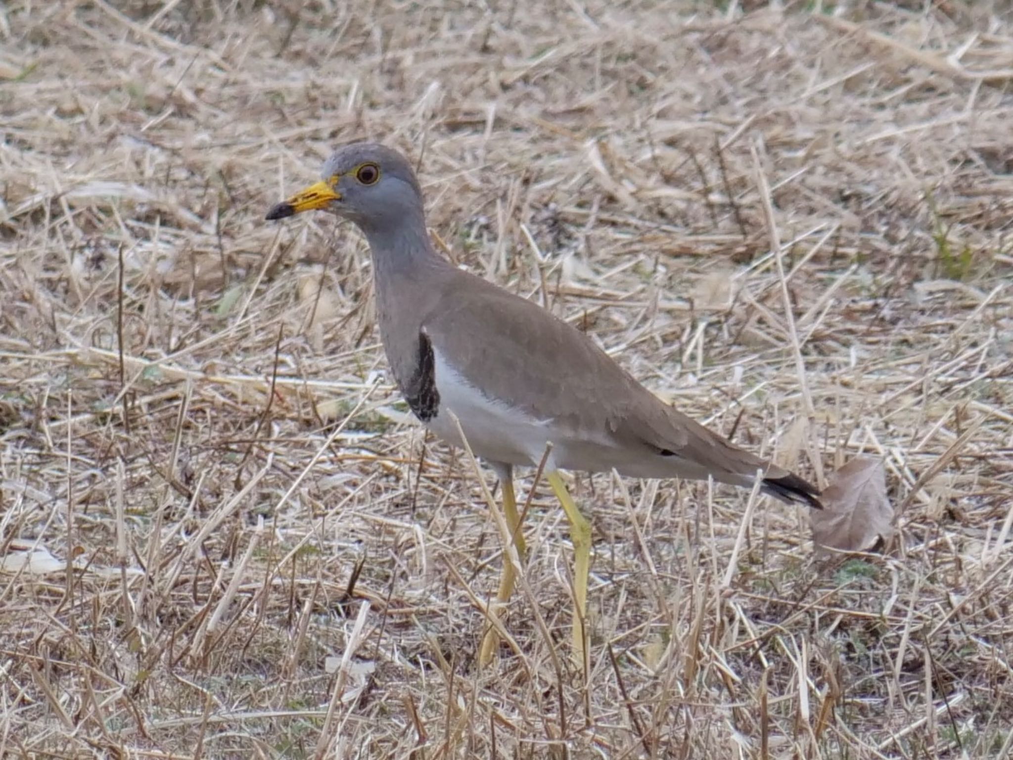 Photo of Grey-headed Lapwing at 淀川河川公園 by コゲラ