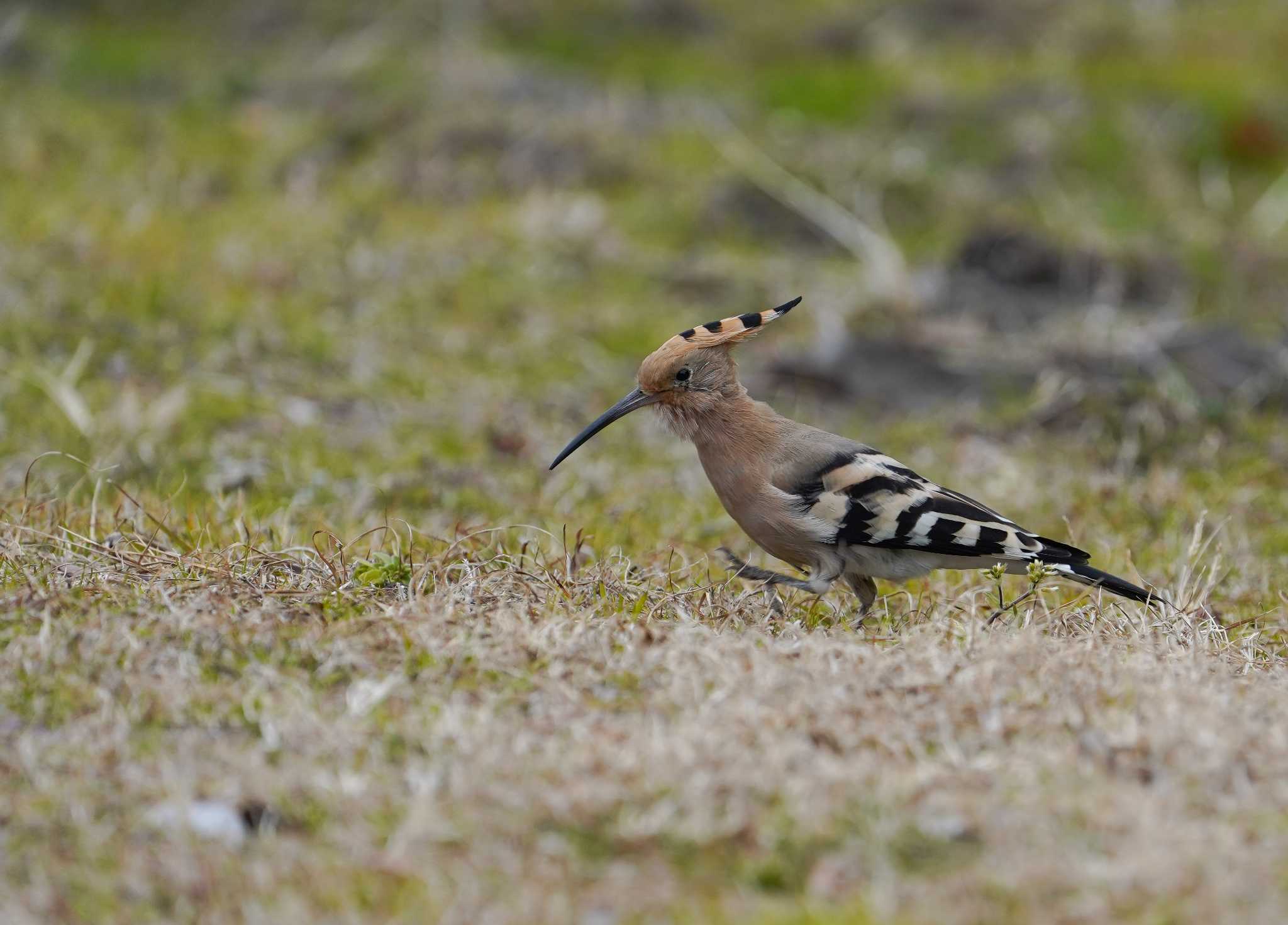 Photo of Eurasian Hoopoe at  by 倶利伽羅