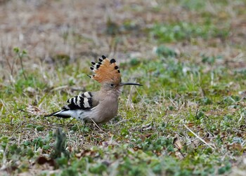 Eurasian Hoopoe Unknown Spots Sun, 1/23/2022