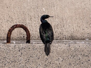 2022年1月22日(土) 銚子漁港の野鳥観察記録