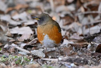 Brown-headed Thrush 加木屋緑地 Sat, 1/22/2022