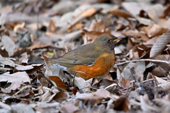 Brown-headed Thrush 加木屋緑地 Sat, 1/22/2022