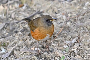 Brown-headed Thrush 加木屋緑地 Sat, 1/22/2022