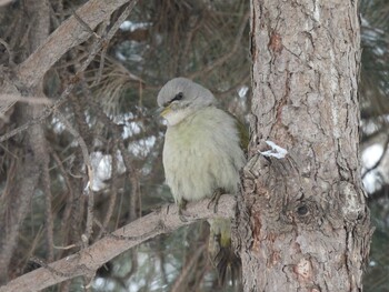 2022年1月23日(日) 朝陽公園(北京)の野鳥観察記録