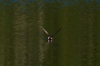 White-throated Needletail 長野県 Wed, 8/9/2017