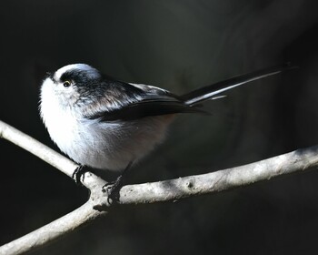 Long-tailed Tit 井頭公園 Sat, 1/22/2022