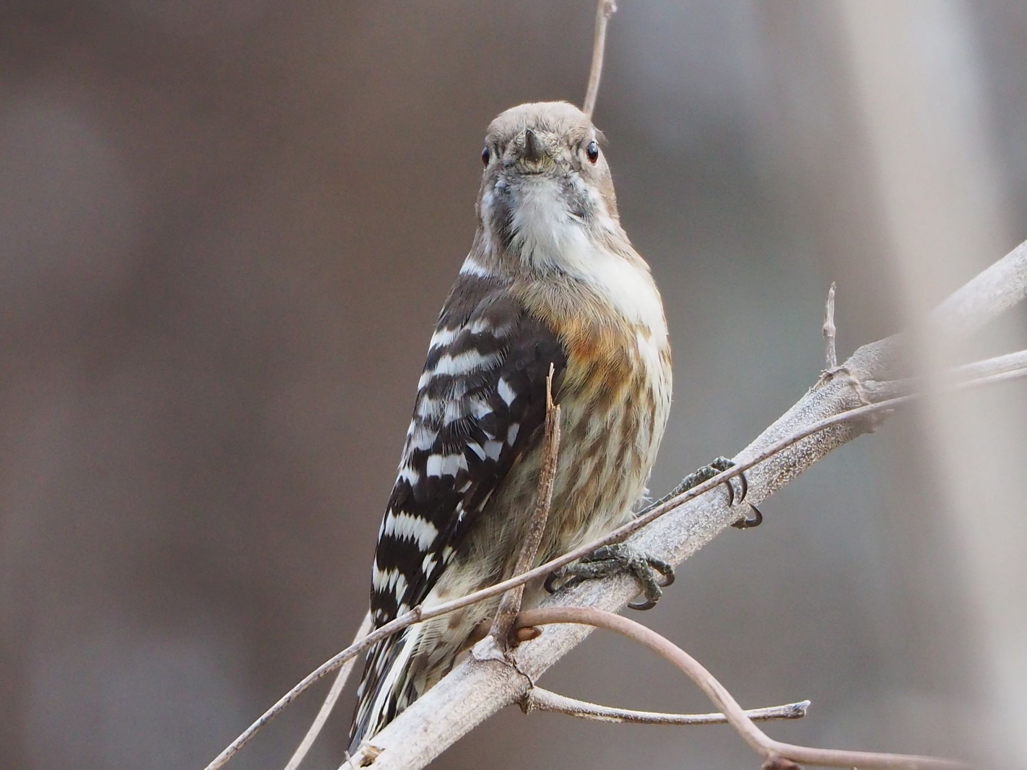 Japanese Pygmy Woodpecker