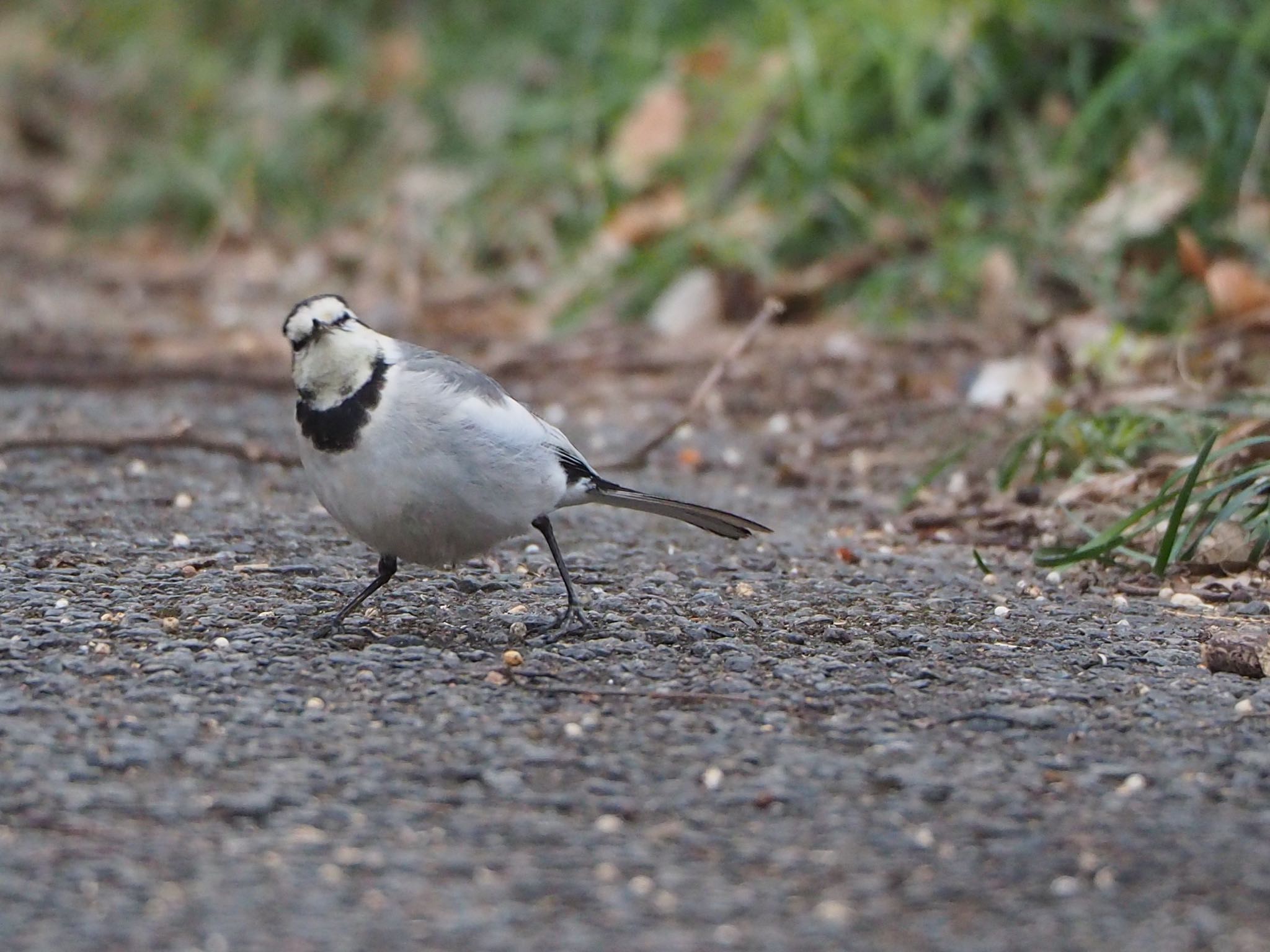 White Wagtail