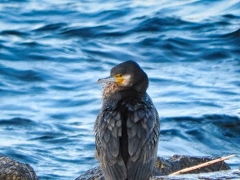 2022年1月20日(木) 兵庫県の野鳥観察記録