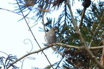 Hawfinch Aobayama Park Sun, 1/23/2022