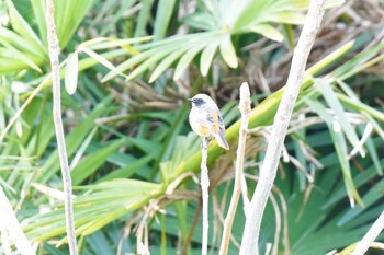 Daurian Redstart Aobayama Park Sun, 1/23/2022