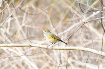 Sun, 1/23/2022 Birding report at Aobayama Park