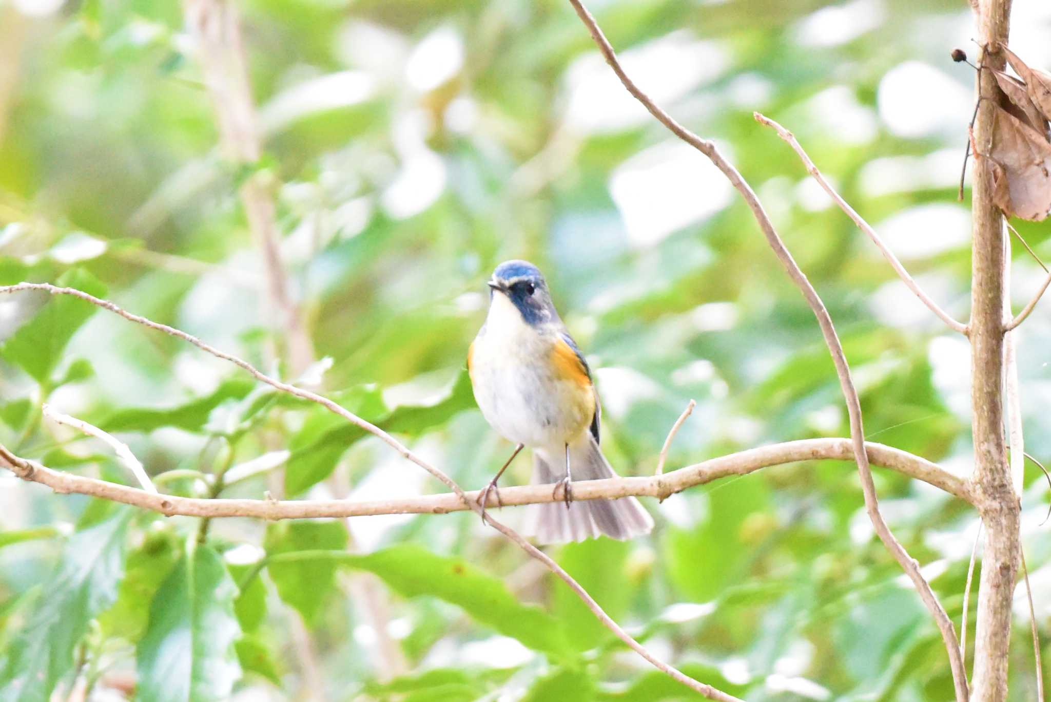 Photo of Red-flanked Bluetail at Aobayama Park by もちもちもっち～@ニッポン城めぐり中