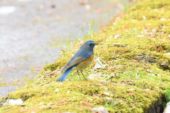 Red-flanked Bluetail Aobayama Park Sun, 1/23/2022