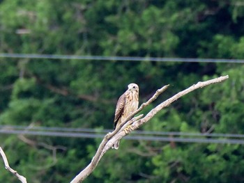 Grey-faced Buzzard 野口池 Sat, 8/5/2017