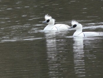 2022年1月23日(日) 新横浜公園の野鳥観察記録