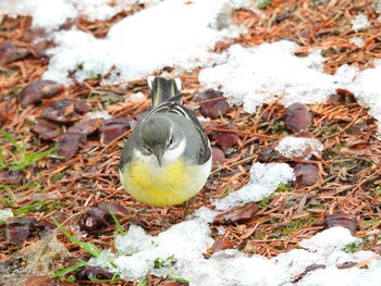 Grey Wagtail 京都府立植物園 Fri, 1/21/2022