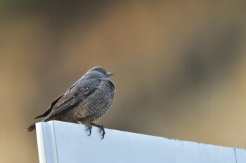 2022年1月23日(日) 長浜公園の野鳥観察記録