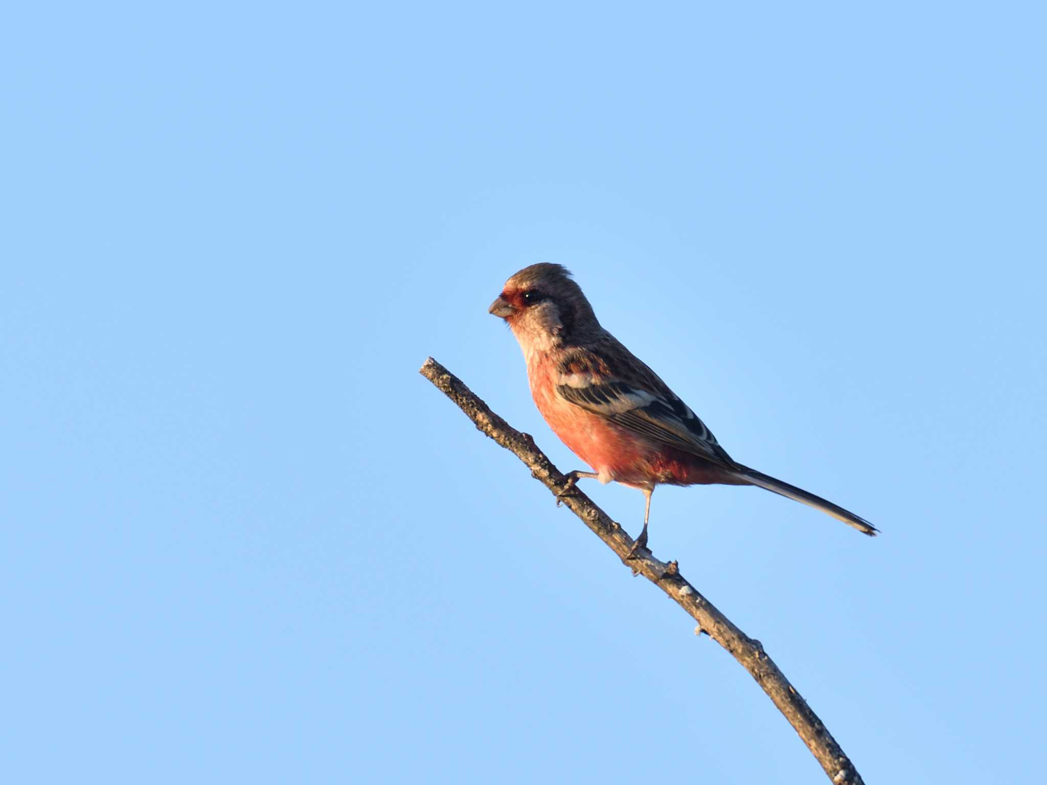 Siberian Long-tailed Rosefinch