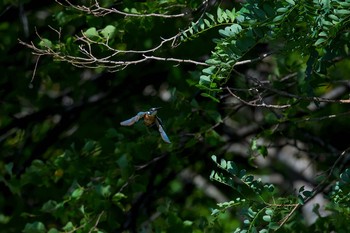 Common Kingfisher 長野県 Wed, 8/9/2017