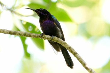 2022年1月23日(日) Sungei Buloh Wetland Reserveの野鳥観察記録