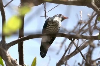 Asian Emerald Cuckoo Jurong Lake Gardens Sun, 1/23/2022