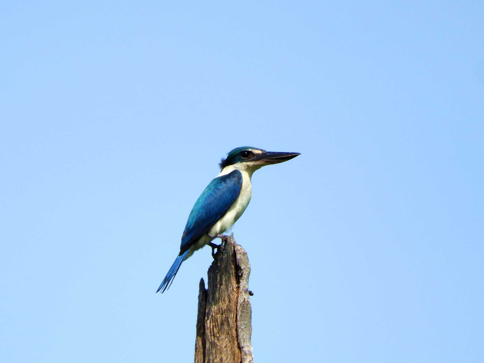 Collared Kingfisher