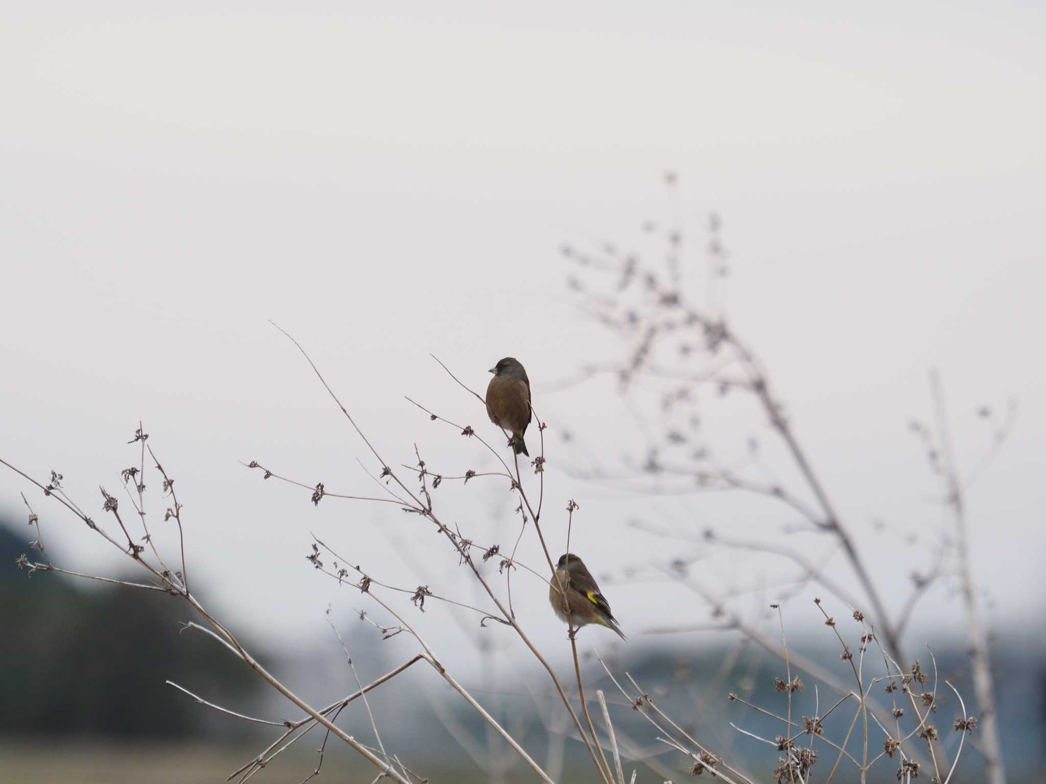 カワラヒワ