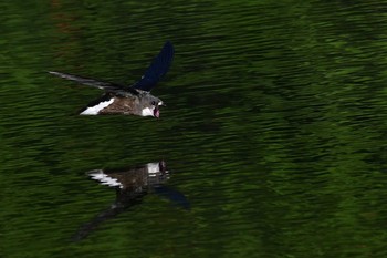 White-throated Needletail Unknown Spots Wed, 8/9/2017