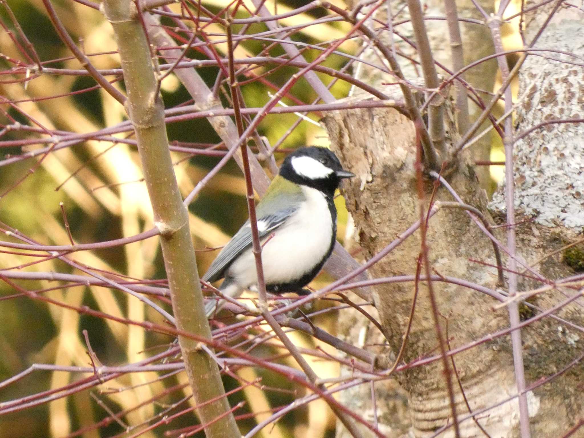 シジュウカラ