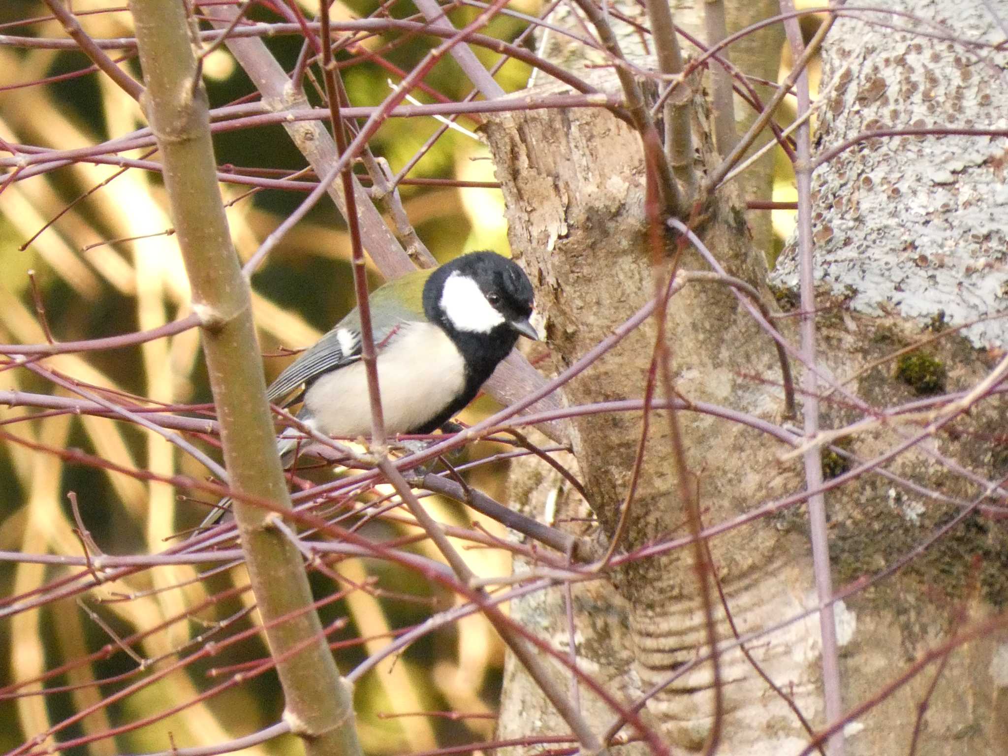 シジュウカラ