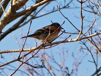 2022年1月22日(土) 富士山遊歩道の野鳥観察記録