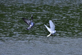 カワラバト 川越市 2017年8月9日(水)