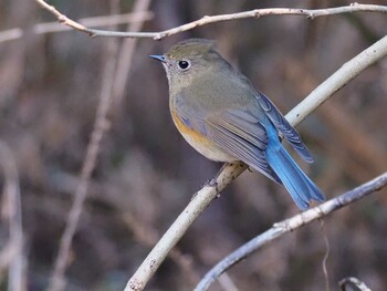 2022年1月22日(土) 大麻生野鳥の森公園の野鳥観察記録