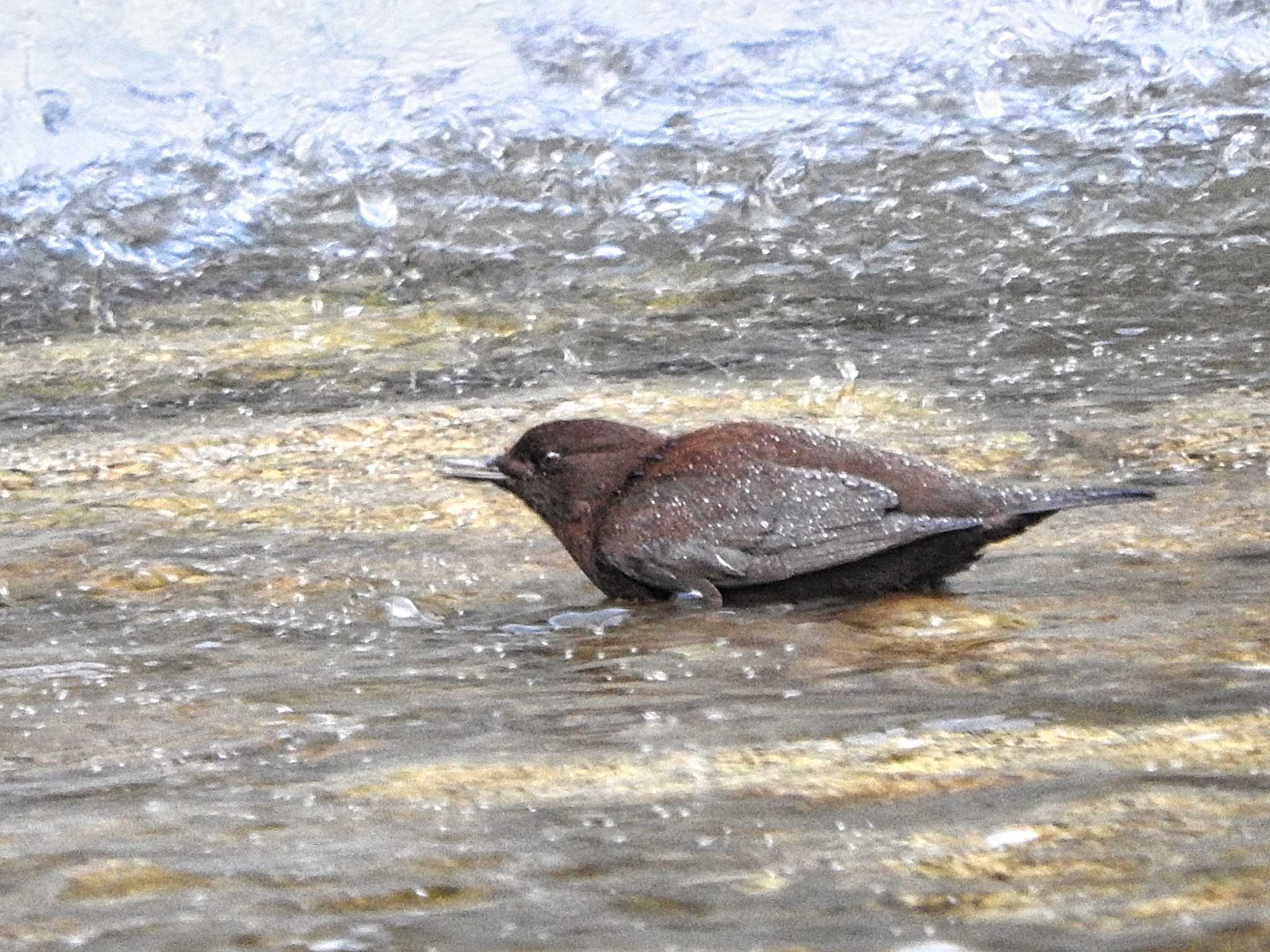 Brown Dipper