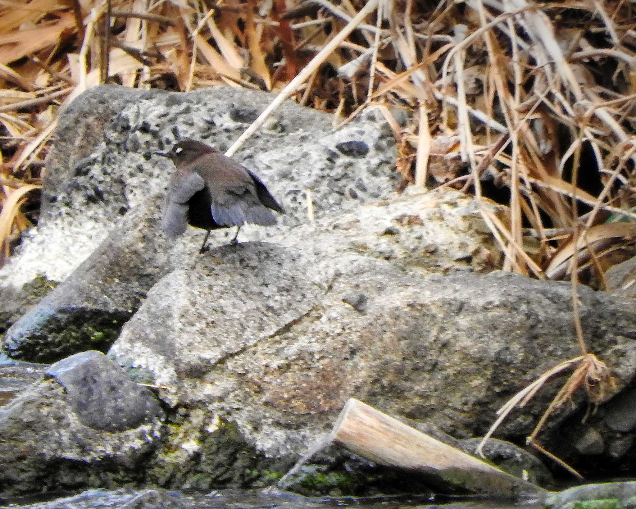 Brown Dipper