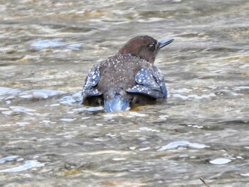 Wed, 1/19/2022 Birding report at 六甲山