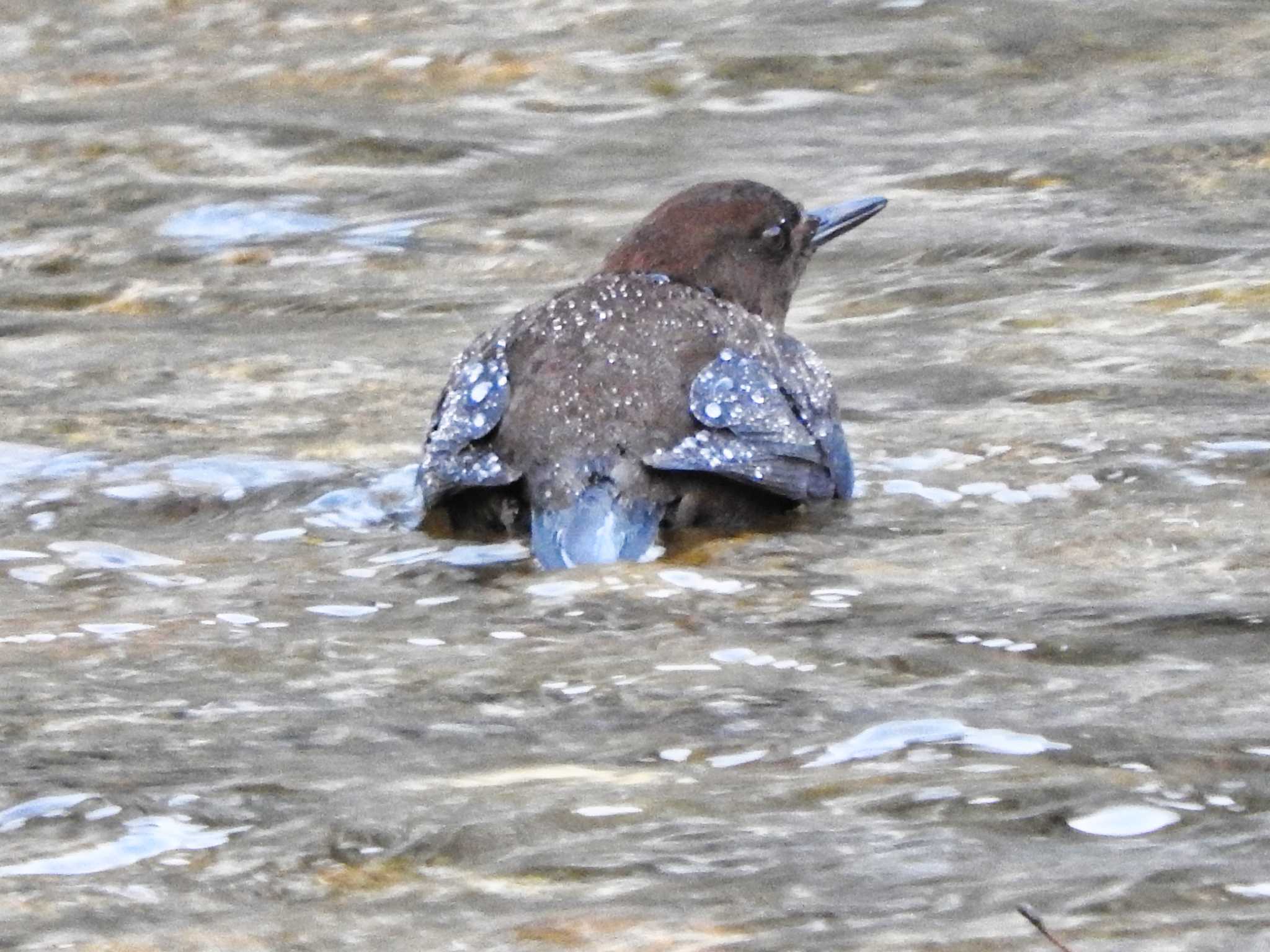 Brown Dipper